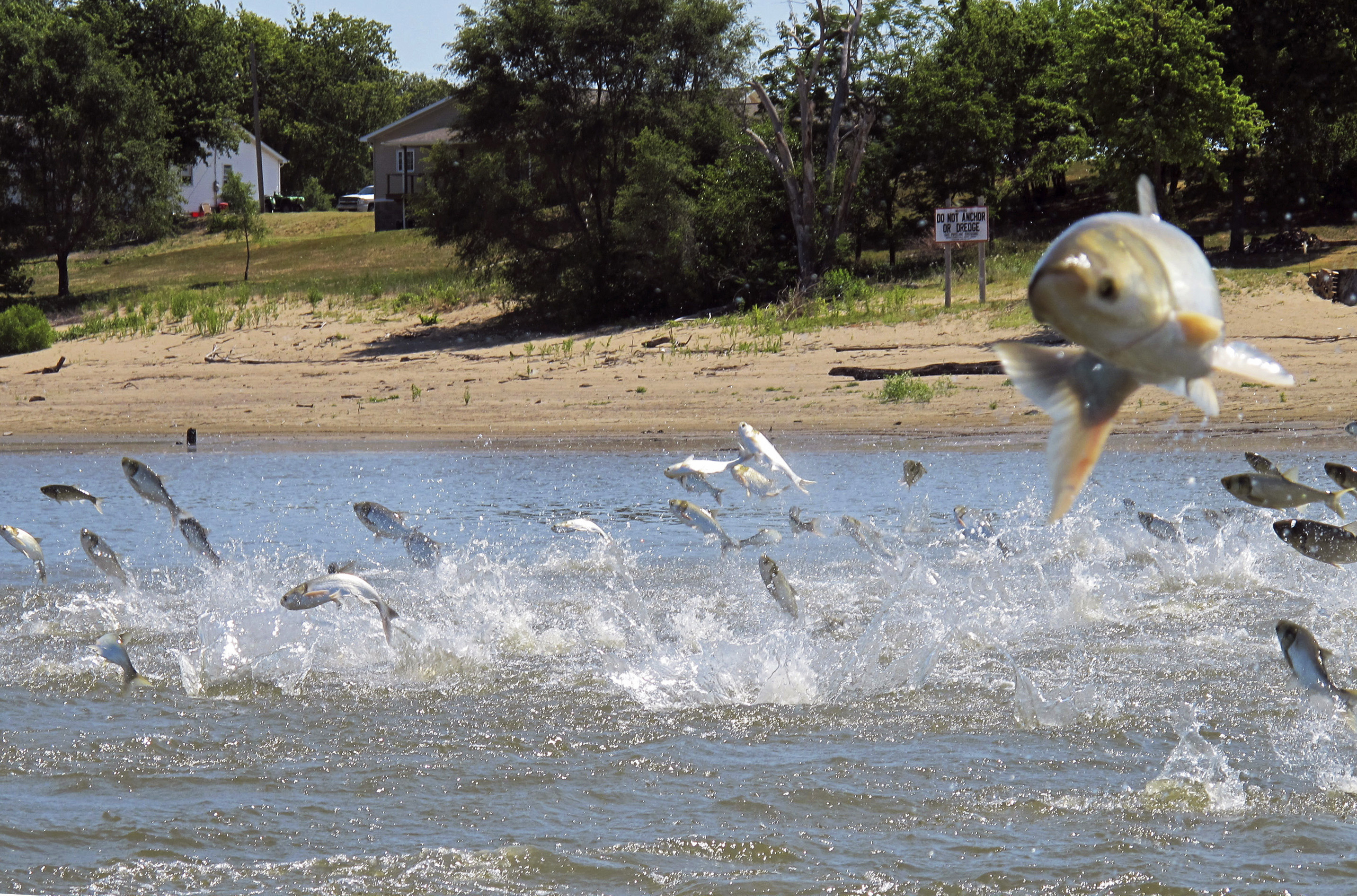 invasive carp