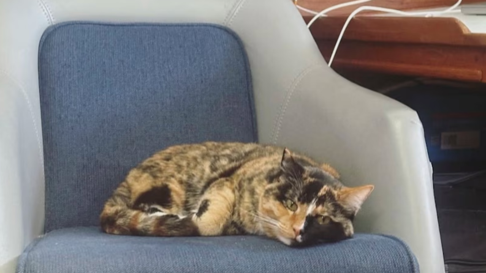 Oliver Widger's cat, Phoenix